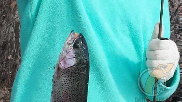 A rainbow trout fooled by a lifelike soft bait.