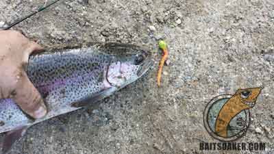 This rainbow trout was fooled by an orange colored mice tail lure.